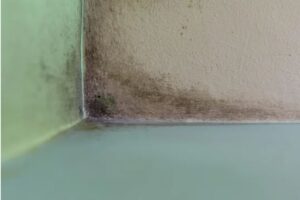 residential-mold